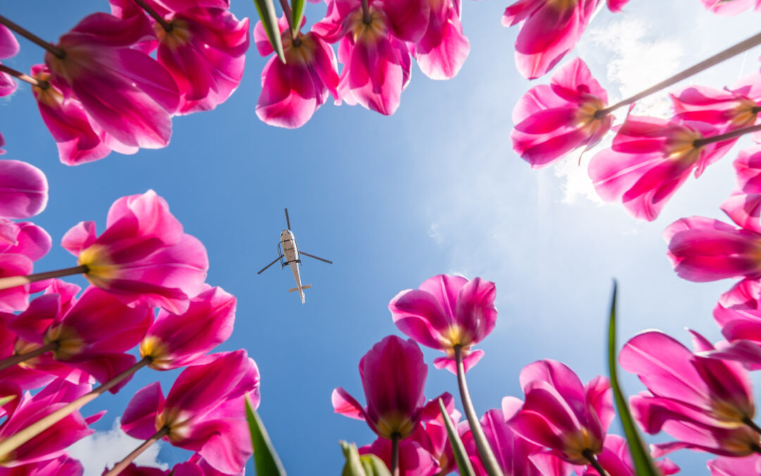 Hubschrauberflug über die Tulpenfelder: Was erwartet Sie? 🌷🚁
