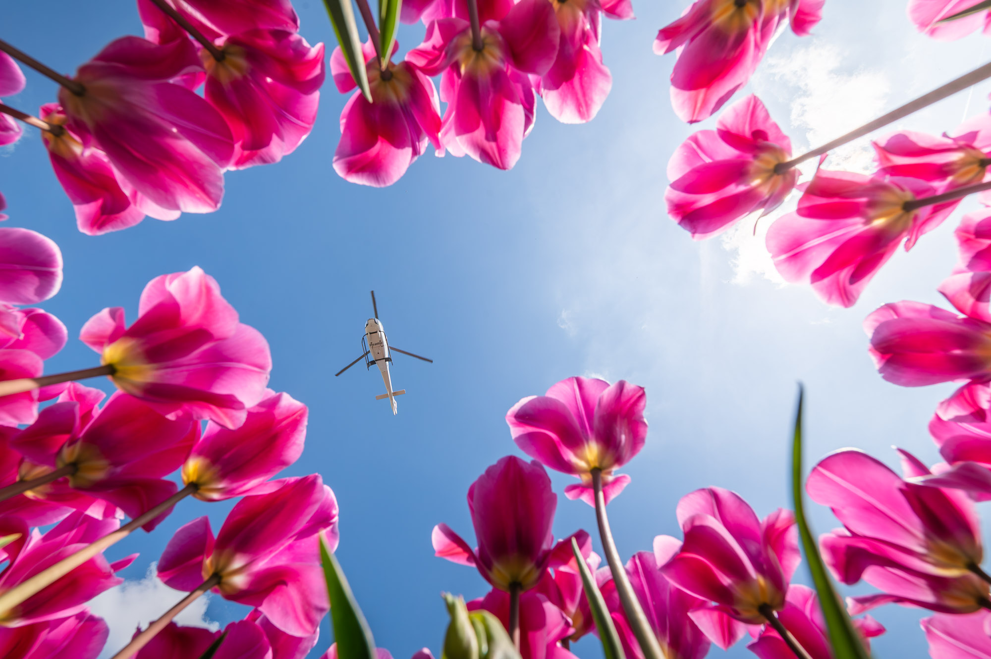 2023 Tulpenfestival StEP Web Sjors Evers 169